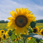 米雇用統計前日、緊張しています