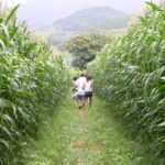 入金した資金が２倍になるＦＸ口座があります