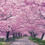 XMトレードツールのダウンロードリンク