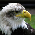 深夜のトランプ大統領会見は中国への知財侵害関税署名でした