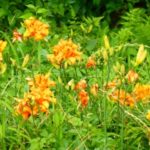 サントリー「酸化防止剤無添加のおいしいワイン。」は超おいしい