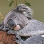 XMでMT4の右下に無効な口座と表示されている場合の対処方法