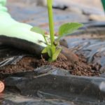 FXナンピントレード巧者は打順で考えている。