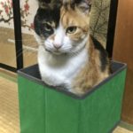 ドル円「箱の中に入りたい」⬅猫かよ。