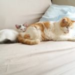 記事修正した場合は投稿時間変更で新着記事として表示されます。