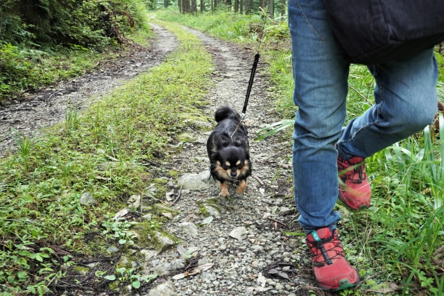 山道　犬　散歩