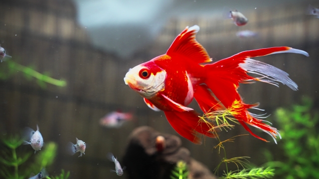 水槽の中を楽しく泳ぐ可愛い赤色の金魚