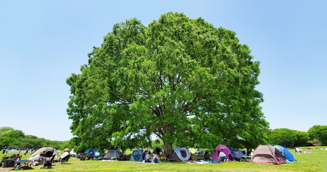 大木の下でキャンプする人々