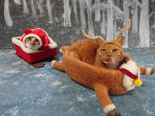 サンタ猫とトナカイ猫