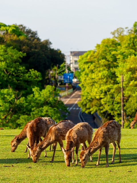 早朝の奈良公園飛火野の鹿