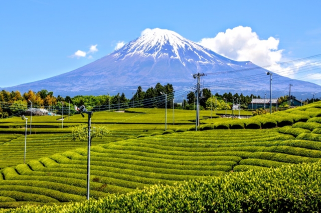 新茶と初夏の富士山