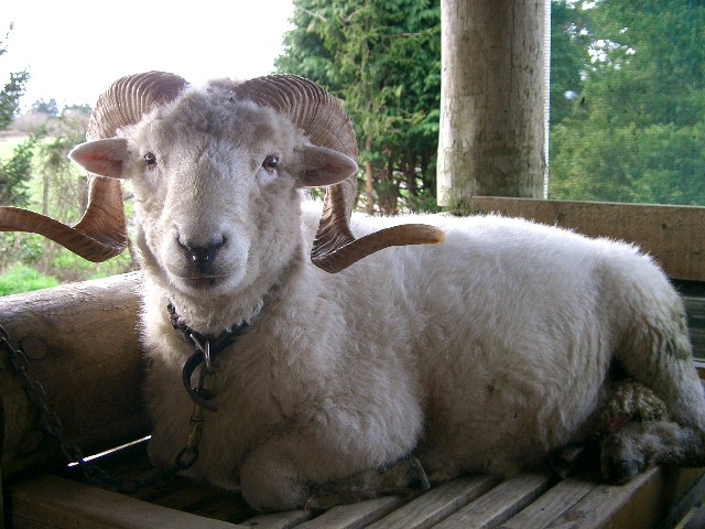 ニュージーランド 羊 つの